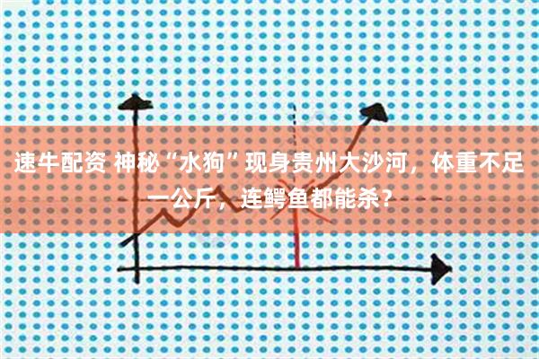 速牛配资 神秘“水狗”现身贵州大沙河，体重不足一公斤，连鳄鱼都能杀？