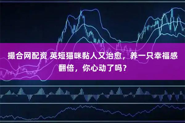 撮合网配资 英短猫咪黏人又治愈，养一只幸福感翻倍，你心动了吗？