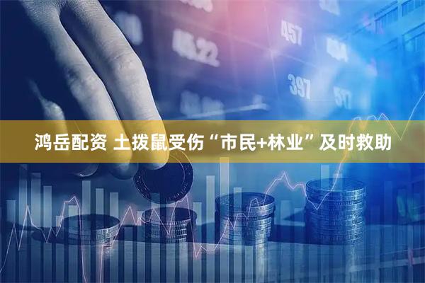 鸿岳配资 土拨鼠受伤“市民+林业”及时救助